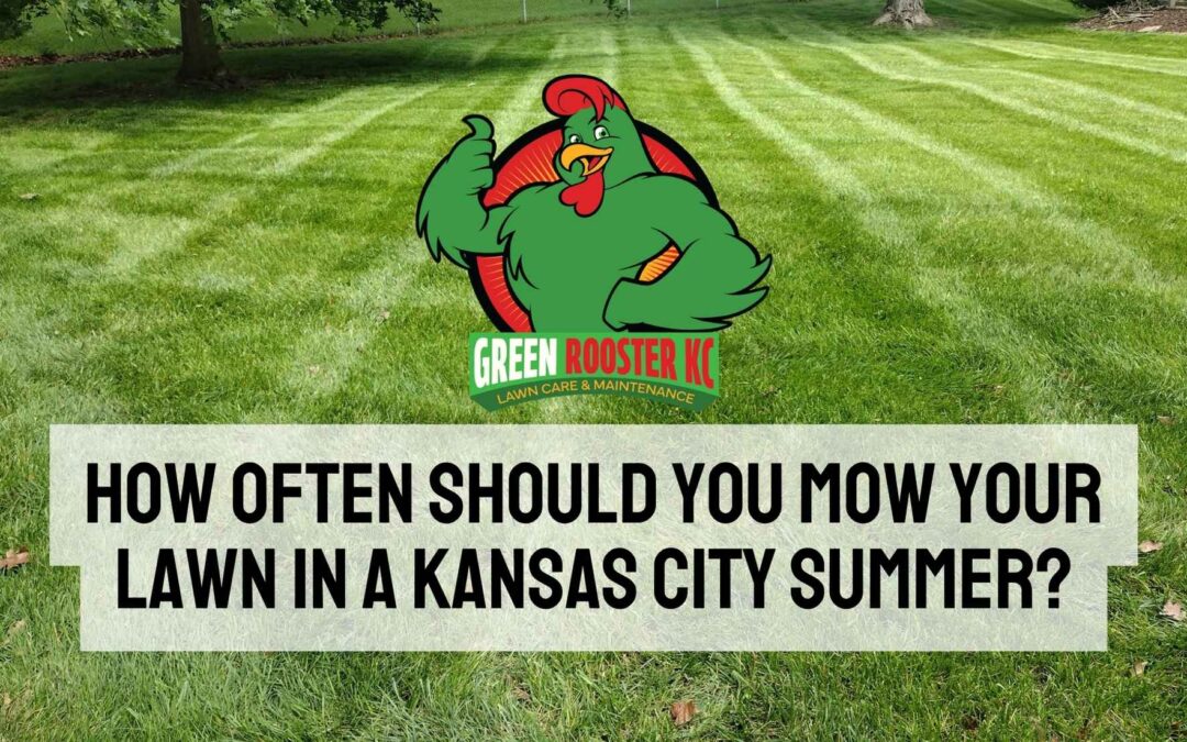 Freshly cut yard behind the Green Rooster KC logo and centered uppercase text: How Often Should You Mow Your Lawn in a Kansas City Summer