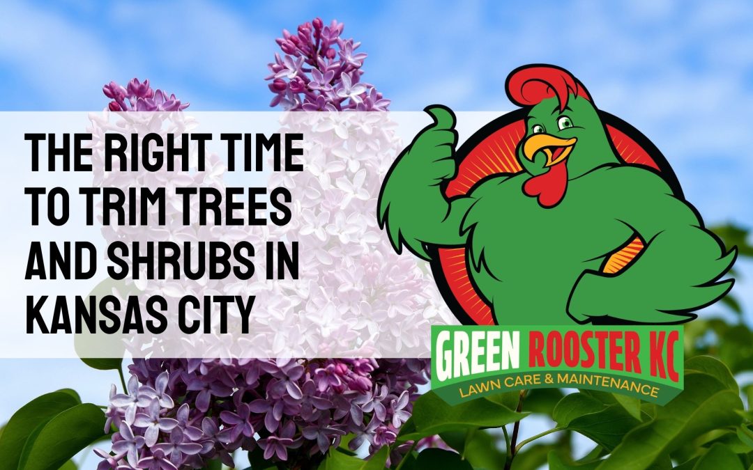 Lilac bush photo behind GreenRooster KC logo and text: The Right Time to Trim Trees and Shrubs in Kansas City