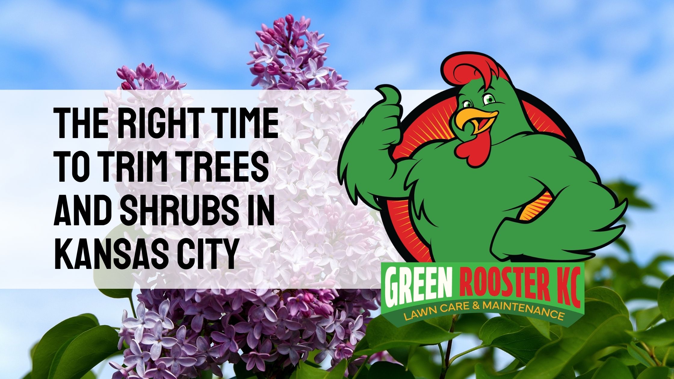 Lilac bush photo behind GreenRooster KC logo and text: The Right Time to Trim Trees and Shrubs in Kansas City