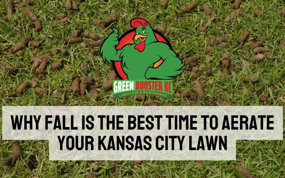 Yard with plugs of soil laying on top of it behind the Green Rooster KC logo and centered uppercase text: Why Fall Is the Best Time to Aerate Your Kansas City Lawn