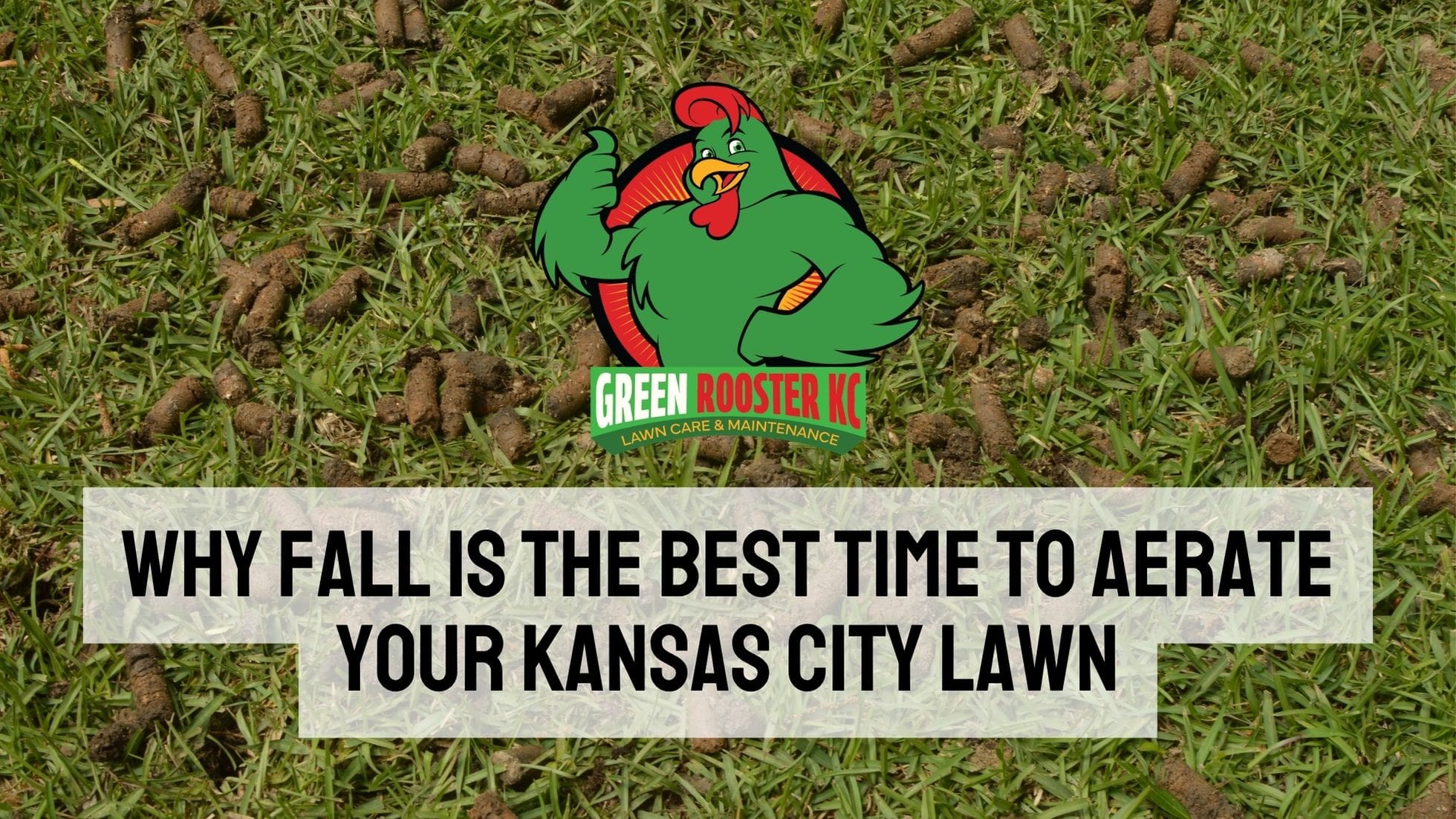 Yard with plugs of soil laying on top of it behind the Green Rooster KC logo and centered uppercase text: Why Fall Is the Best Time to Aerate Your Kansas City Lawn