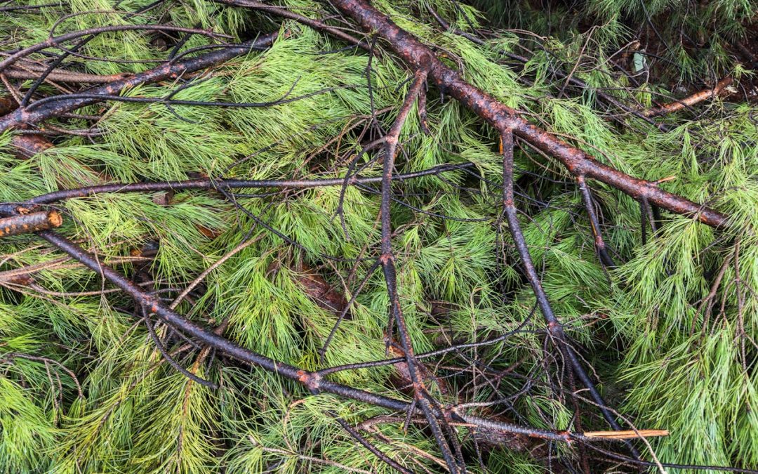 cut pine branches