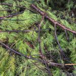cut pine branches
