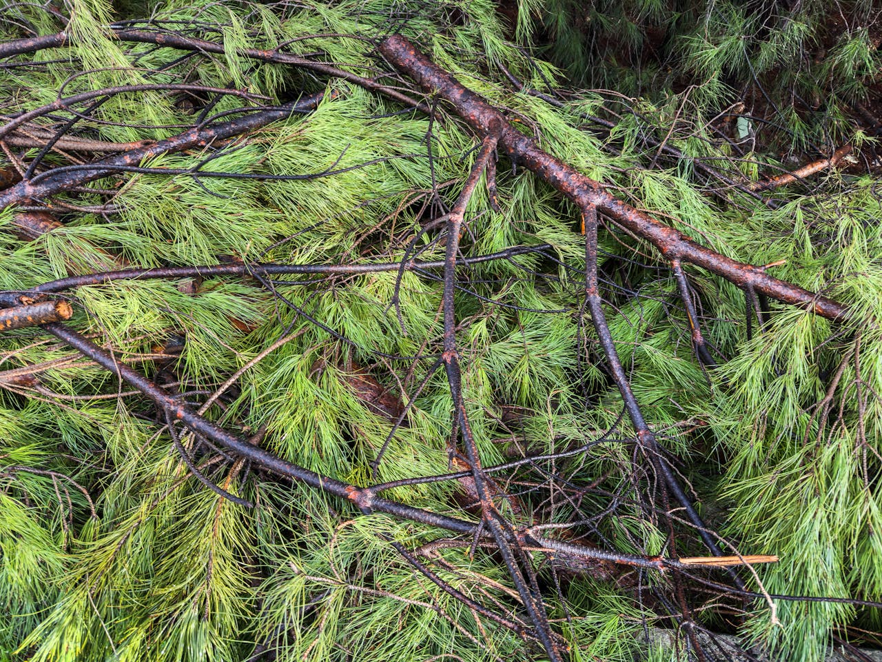 cut pine branches